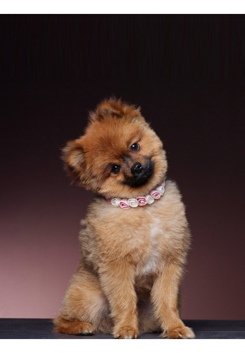 Poirier SAM-03 Schleife ()